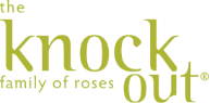 knockout roses