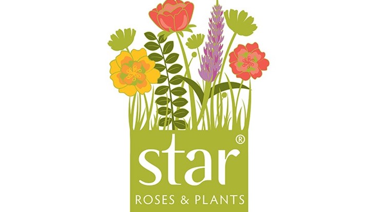 star-roses-logo